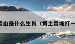 黄土高山是什么生肖（黄土高坡打一动物）